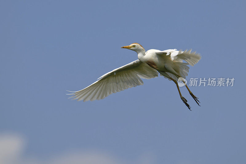 牛白鹭(Bubulcus ibis)